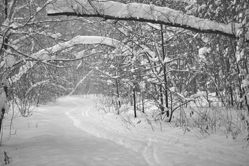 trodden path and ski track in winter forest