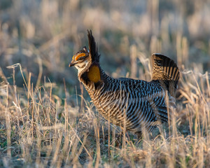 Fototapeta na wymiar Prairie Chicken in the Nebraska Sandhills