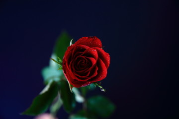 Fototapeta na wymiar Red rose and black or blue background.Close up rose.For valentine's day.