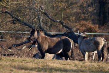 Herd of wild Polish horses in autumn pasture, Marchegg, Austria