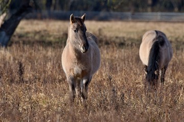Herd of wild Polish horses in autumn pasture, Marchegg, Austria