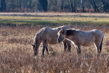 Herd of wild Polish horses in autumn pasture, Marchegg, Austria