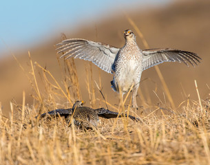 Sharp-tailed Grouse in the Nebraska Sandhills