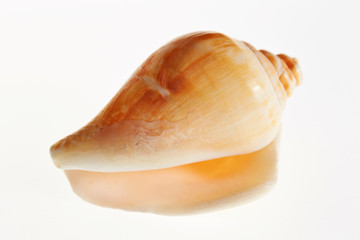 Isolated conch seashell on white background 