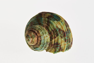 Isolated conch seashell on white background 