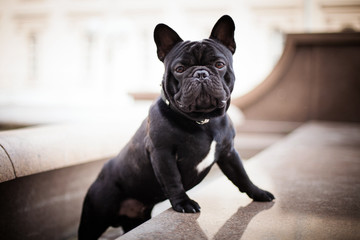 Französische Bulldogge der schwarzen Bulldogge posiert vor dem Hintergrund der Stadt