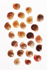 Various seashells on white background 