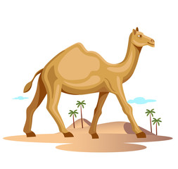 rajasthan camel walking in desert isolated vector