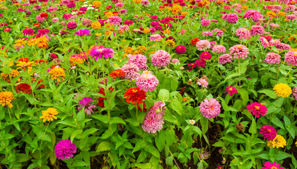 Fototapeta premium A field of zinnia elegans flowers, photographed in the courtyard of Hanoi Imperial Citadel, Vietnam.
