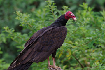 Image of a Turkey vulture shown perched. Photo taken in Panama.