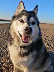 Glücklicher Hund Husky Lächeln 