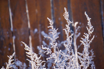 winter dry grass covered with hoarfrost, beautiful and large, on a brown blurred background
