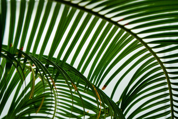 Fototapeta na wymiar dark green palm leaves on a white background, colorful background