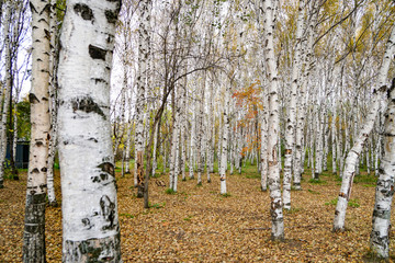 Autumn birch forest, grove, white and black tree trunks, birch bark, colorful background,...