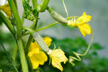 small young cucumbers on a bush, ovary, green, gardening