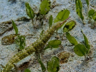 The amazing and mysterious underwater world of Indonesia, North Sulawesi, Manado, pipefish