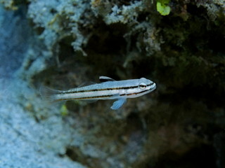The amazing and mysterious underwater world of Indonesia, North Sulawesi, Manado, coral fish
