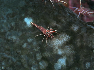 The amazing and mysterious underwater world of Indonesia, North Sulawesi, Manado, coral shrimp