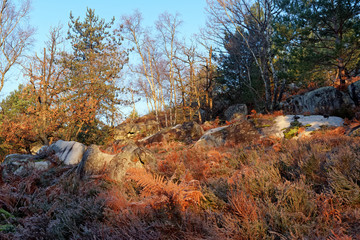  footpath in Fontainebleau forest