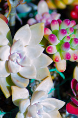 カラフルな多肉植物の群れ