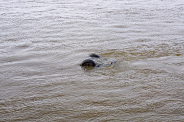 a car drowned in the river, the rear wheels of a jeep are visible from under the water, a tragedy