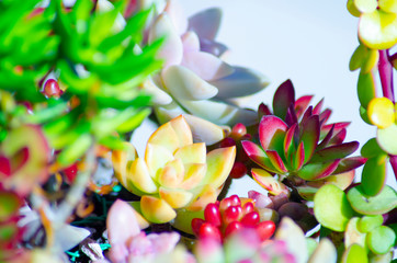カラフルな多肉植物の群れ