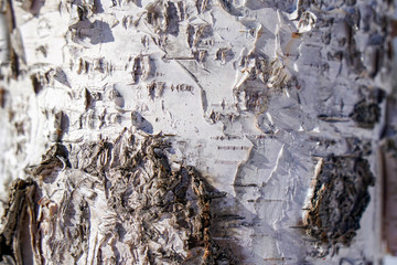 birch bark close, macro, white-gray background