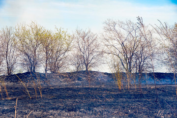 black scorched earth after a forest fire, disaster