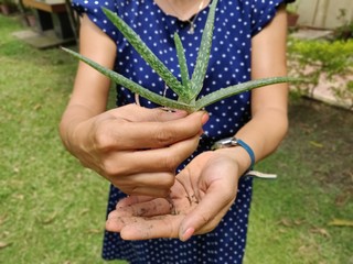 woman holding aloe Vera t in hand in the garden