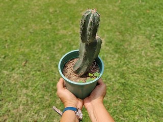 woman holding cactus pot in hand in the garden
