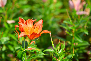 Obraz premium Beautiful flowers in the garden.