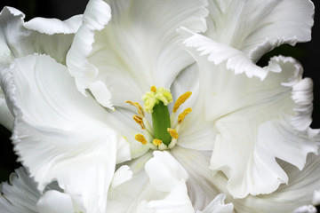 Weiße Tulpe öffnet ihr Herz und läßt tiefe Einblicke zu