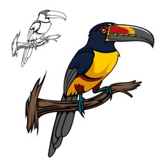 Aracari toucan bird sitting on tree branch, vector cartoon animal. Tropical exotic toucan of Amazon forest with yellow, red and black feathers and large bright beak, tropical jungle wildlife or zool © Vector Tradition
