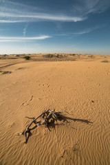 Desert landscape at the Emirates