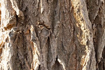 Close up of a tree in the sunlight - background patterns