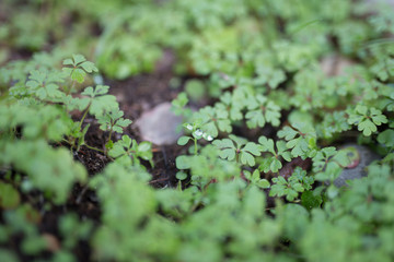 Beautiful green clovers with bokeh