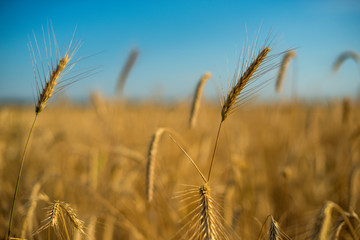 a field of Golden wheat is sprouting in the rays of sunset, and Cirrus clouds are floating in the sky