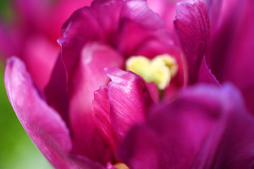 Tulip  close up