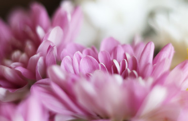 pink chrysanthemum flowerscpose up. Flowers background