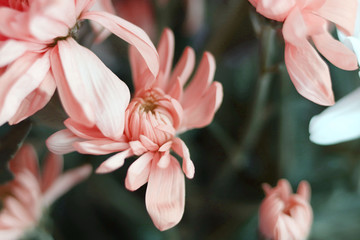 pink chrysanthemum flowerscpose up. Flowers background - obrazy, fototapety, plakaty