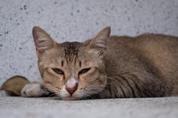 Little cute cat on the street