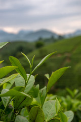 green plant in the field