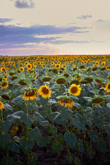 Obraz premium Summer beauty landscape with colorful sunset over sunflowers field