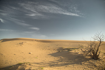 Desert landscape at the Emirates