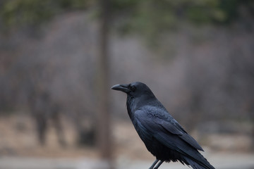 Obraz premium Black crow with colorful bokeh