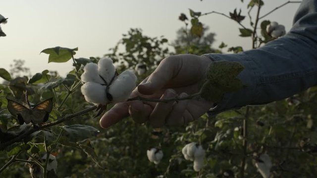 Male hand moves towards cotton branch in early morning sunrise. Organic cotton plantation, no pesticides or GMO. Shot 10bit Pro Res slow motion. Lens Canon Cine Prime 35mm
