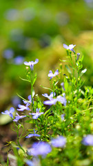 Beautiful flowers in the garden.