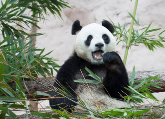 Obraz na płótnie Canvas Giant Panda. This is a mammal of the bear family with a black-and-white coat color. The big Panda is found only in the mountain forests of China.