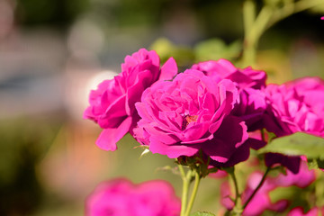 Beautiful bright pink roses lit by the bright sun in a summer garden close-up