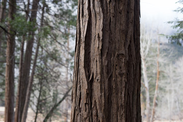 Beautiful redwood with bokeh in Yosemite 
